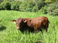 The characteristics of this Bull help the Brahman breed.