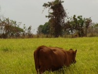 Toledo Grass has 18% protein.