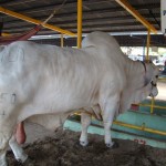 Zebu_1