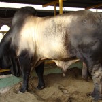 Zebu_3