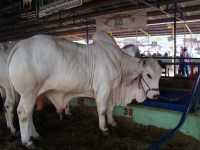 brahman_zebu