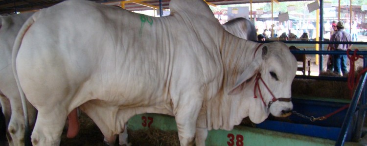 brahman_zebu